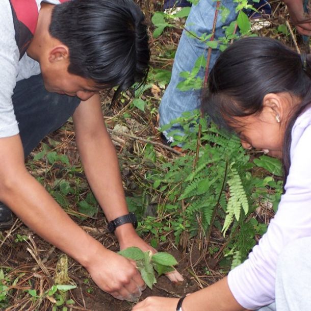 EDUCACIÓN AMBIENTAL renacimiento